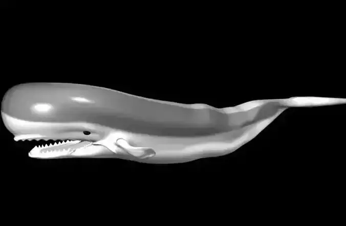 3D Whale Model