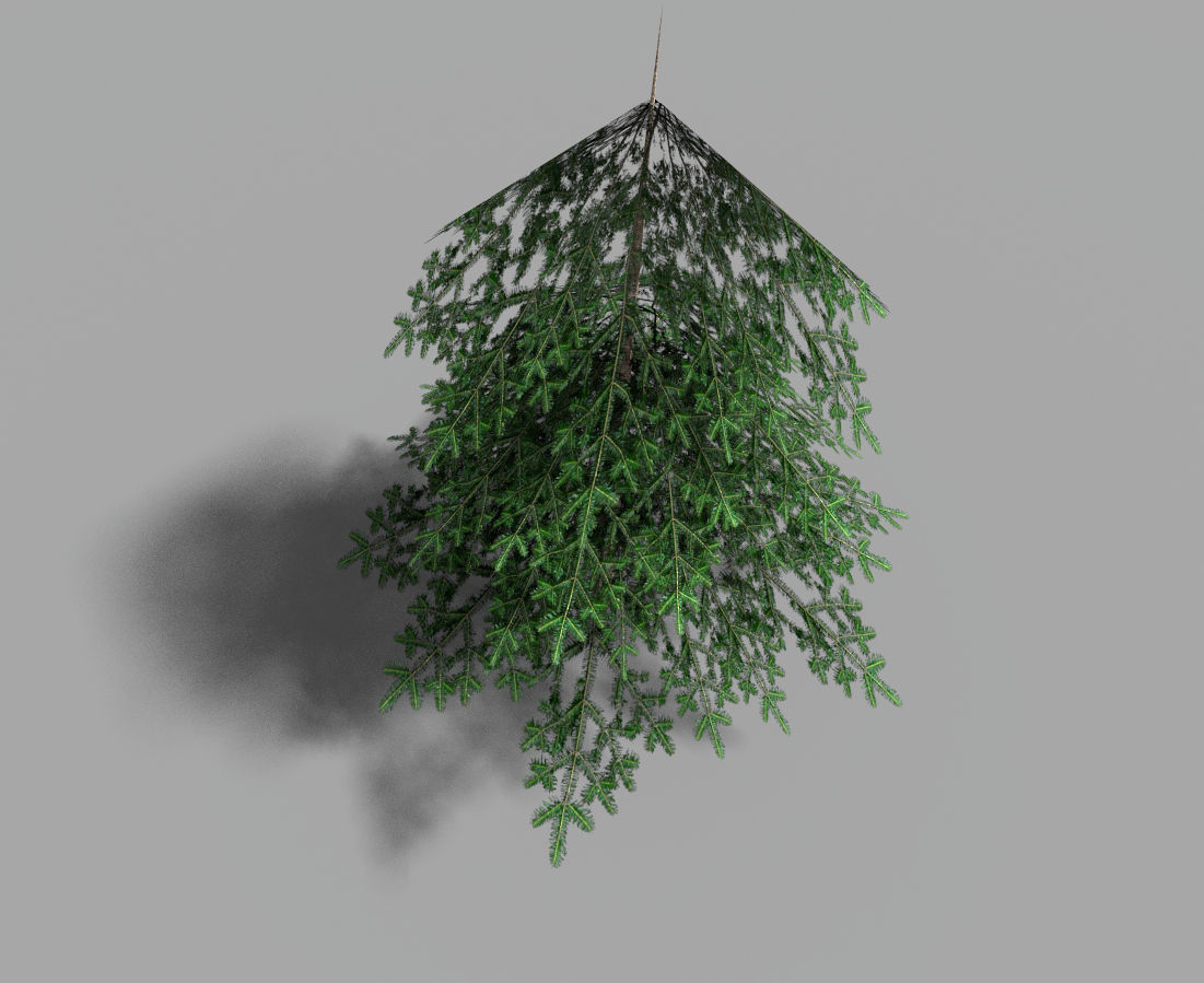 low poly pine 1 tree Low-poly 3D model_4