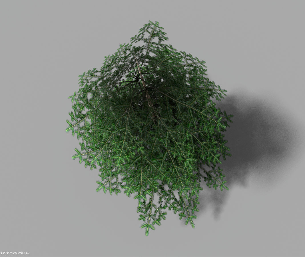 low poly pine 1 tree Low-poly 3D model_6