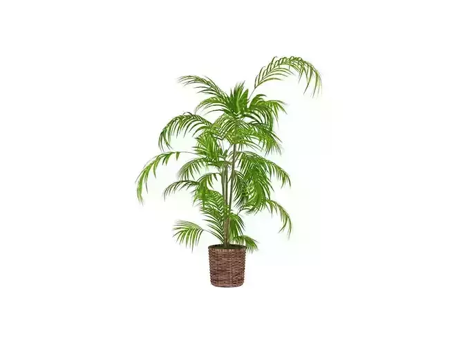Plant palm tree in pot Free 3D model