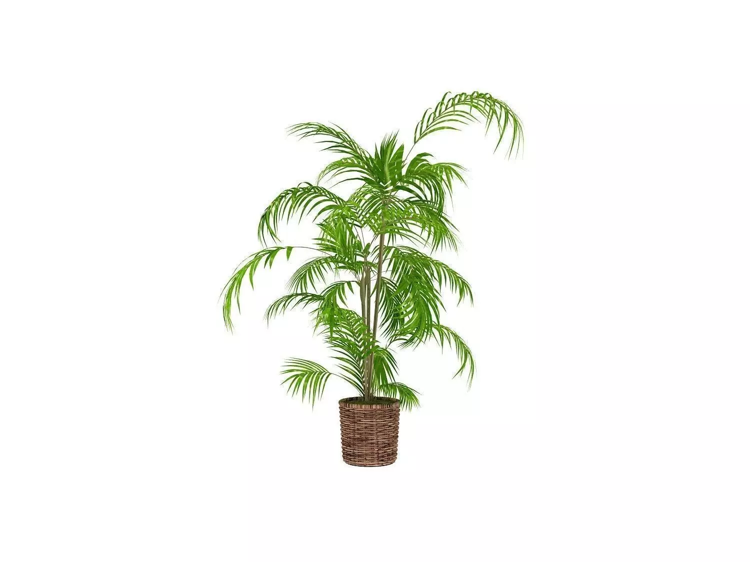 Plant palm tree in pot Free 3D model