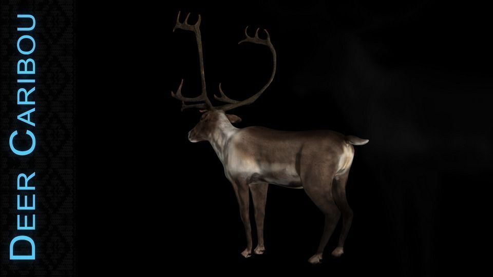 Deer Caribou Low-poly 3D model_3