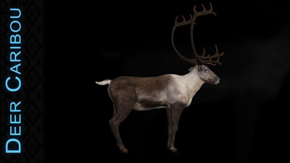 Deer Caribou Low-poly 3D model_7