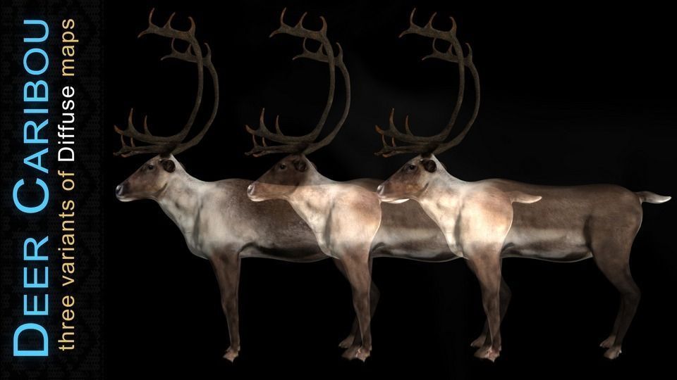 Deer Caribou Low-poly 3D model_8