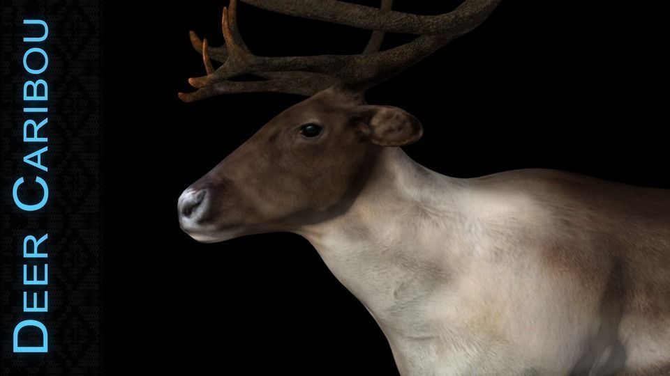 Deer Caribou Low-poly 3D model_0