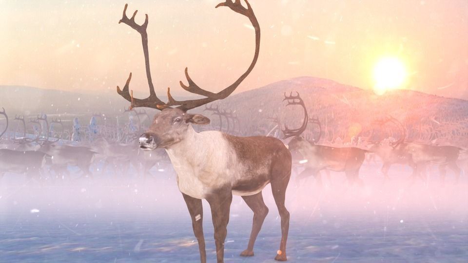 Deer Caribou Low-poly 3D model_5