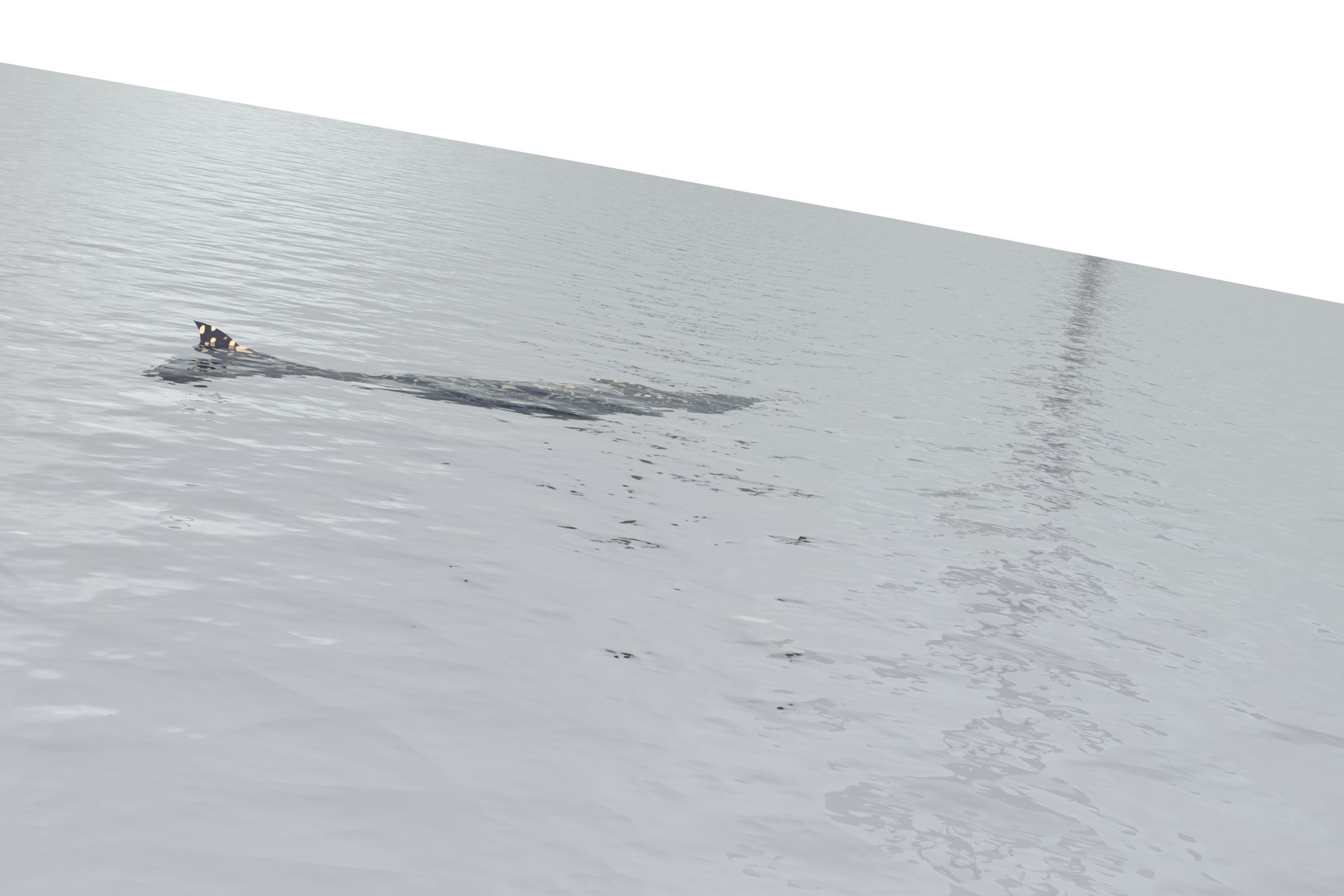 fish surface loft Free 3D model_5