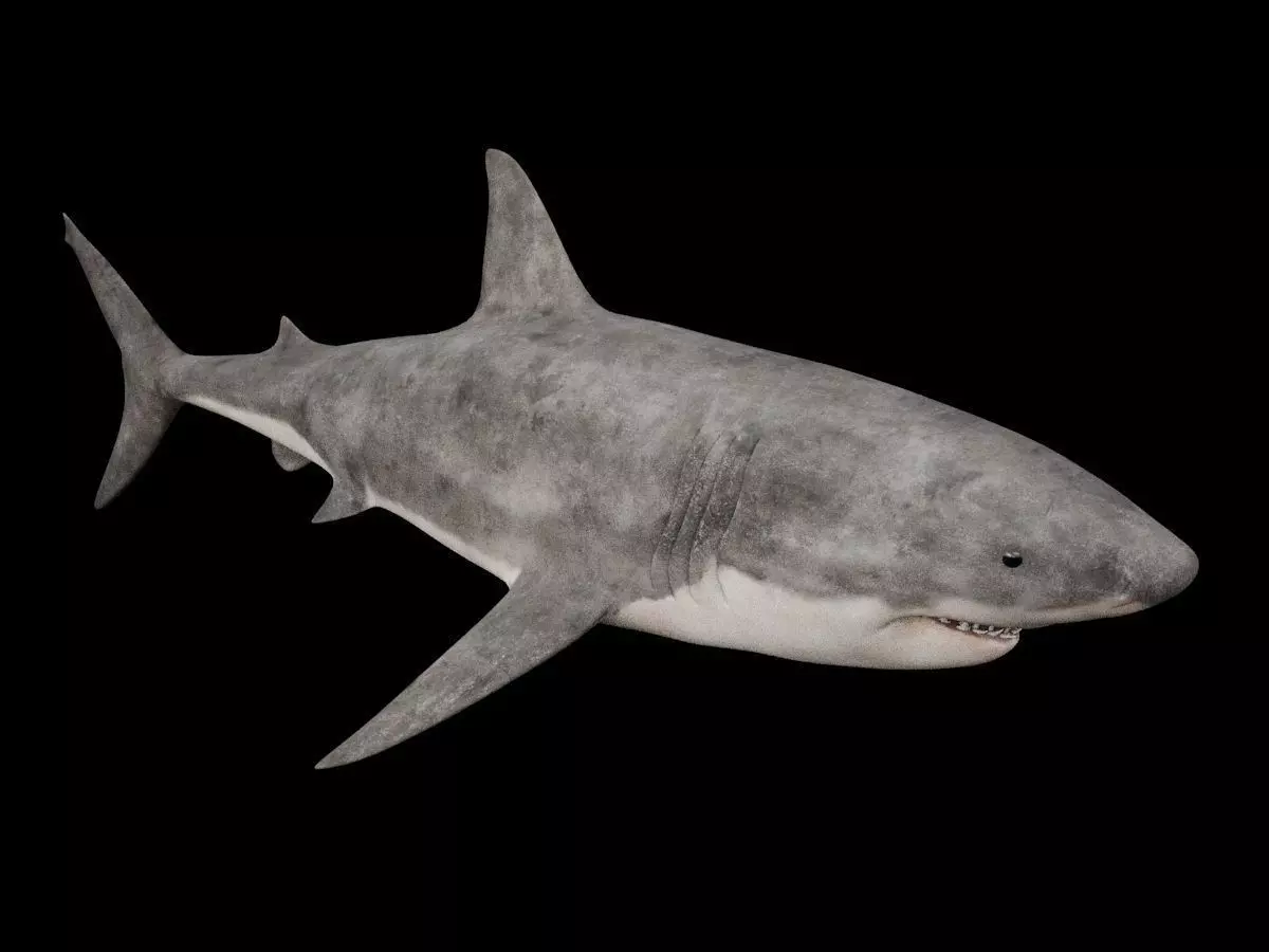 Great White Shark 3D model