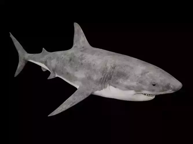 Great White Shark