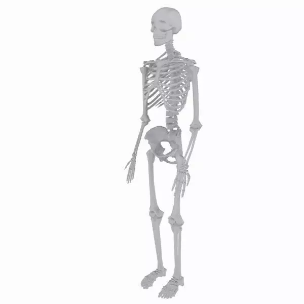 cool skeleton Low-poly 3D model_0