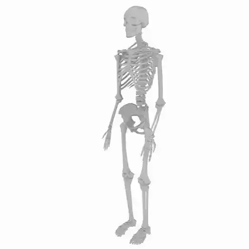 cool skeleton Low-poly 3D model