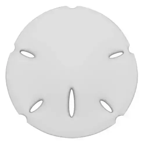 Sand Dollar