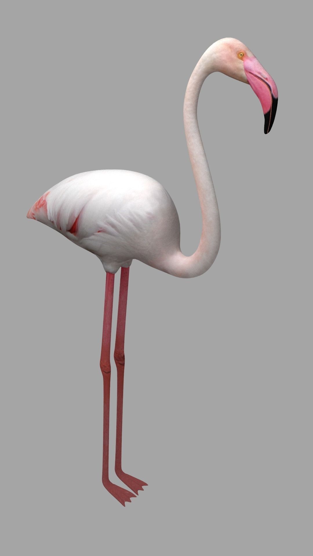 Flamingo Low-poly 3D model