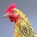 Chicken rigged and animated Low-poly 3D model