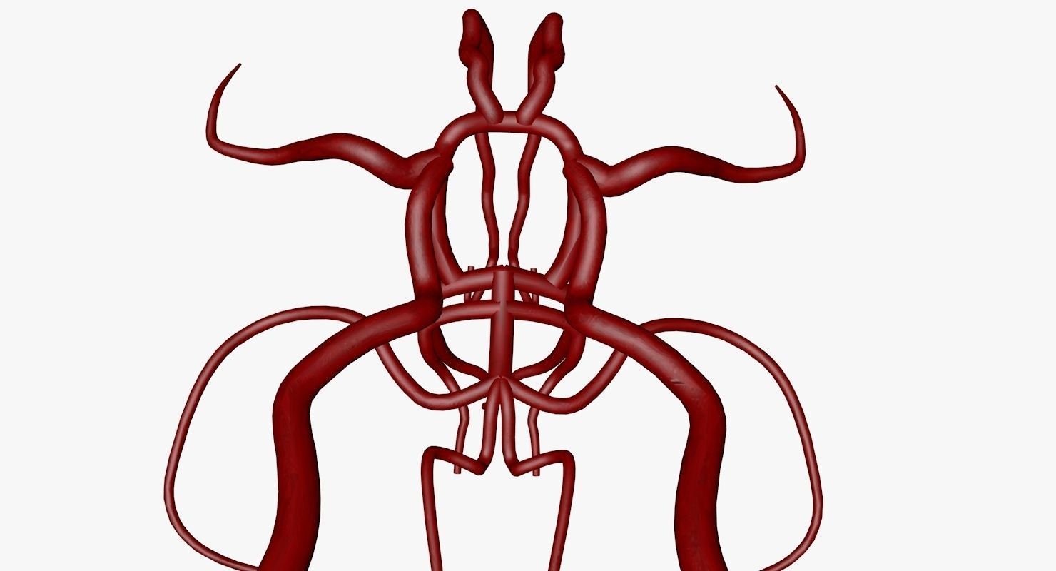 Circle Of Willes Blood Supply Of Brain 3d Model 3D model_3