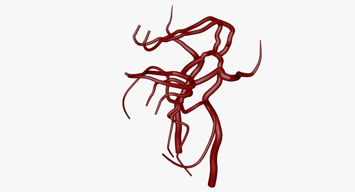 Circle Of Willes Blood Supply Of Brain 3d Model 3D model_46