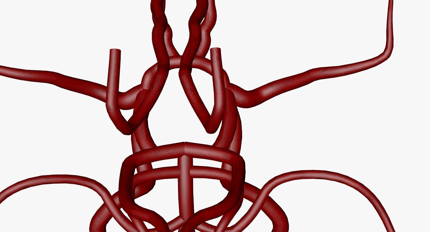 Circle Of Willes Blood Supply Of Brain 3d Model 3D model_2