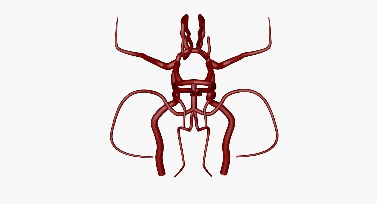 Circle Of Willes Blood Supply Of Brain 3d Model 3D model_8