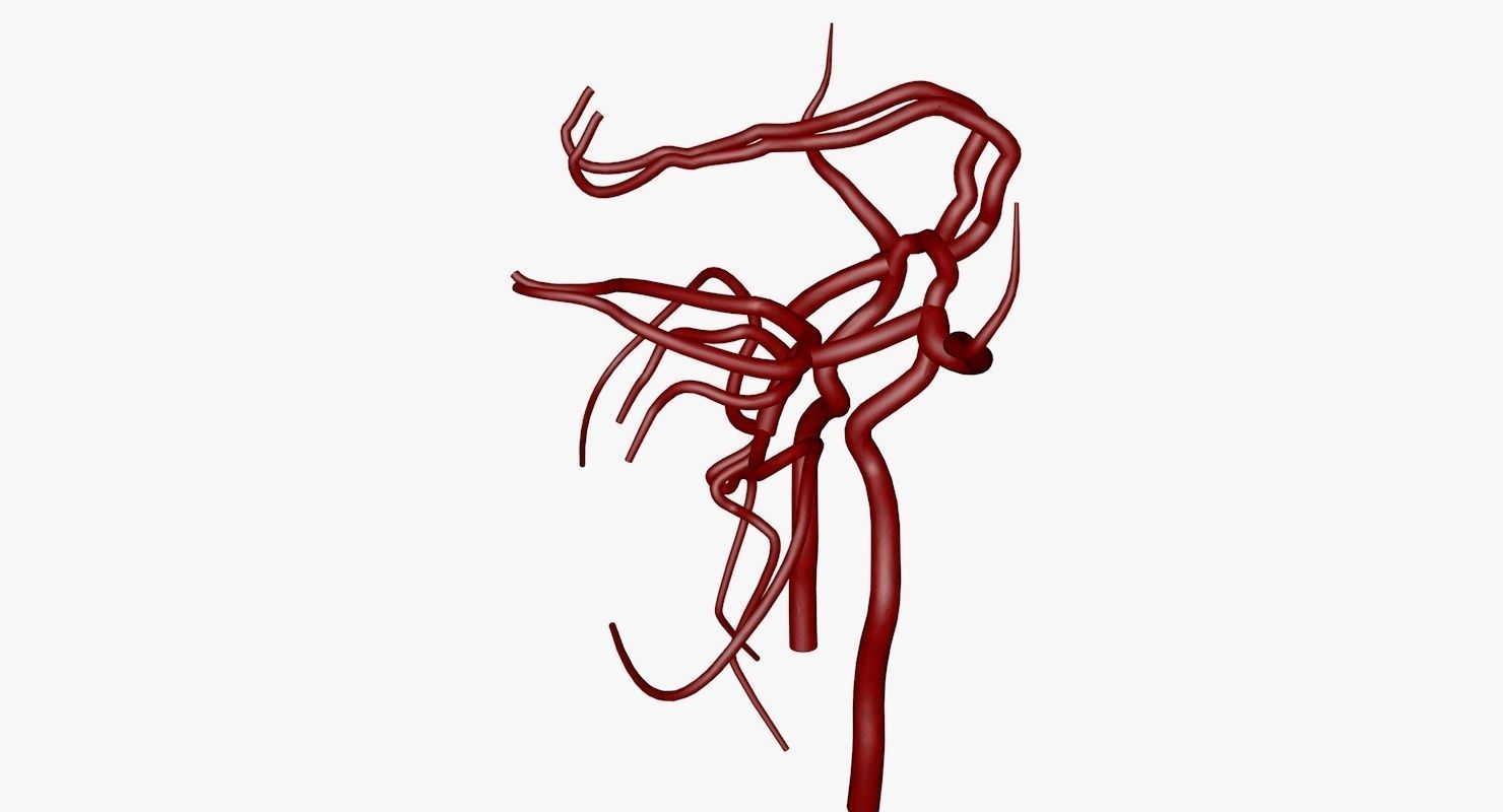 Circle Of Willes Blood Supply Of Brain 3d Model 3D model_18