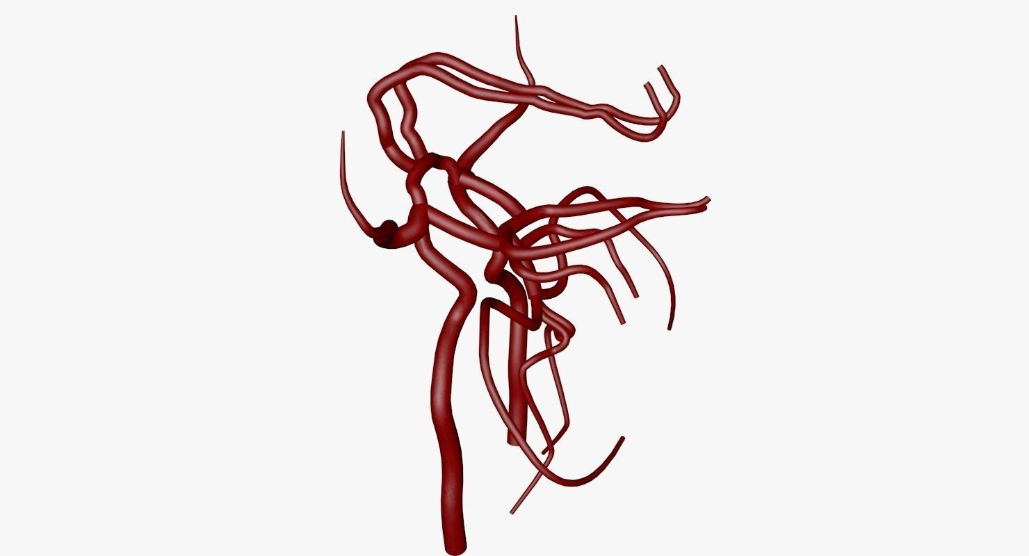 Circle Of Willes Blood Supply Of Brain 3d Model 3D model_35