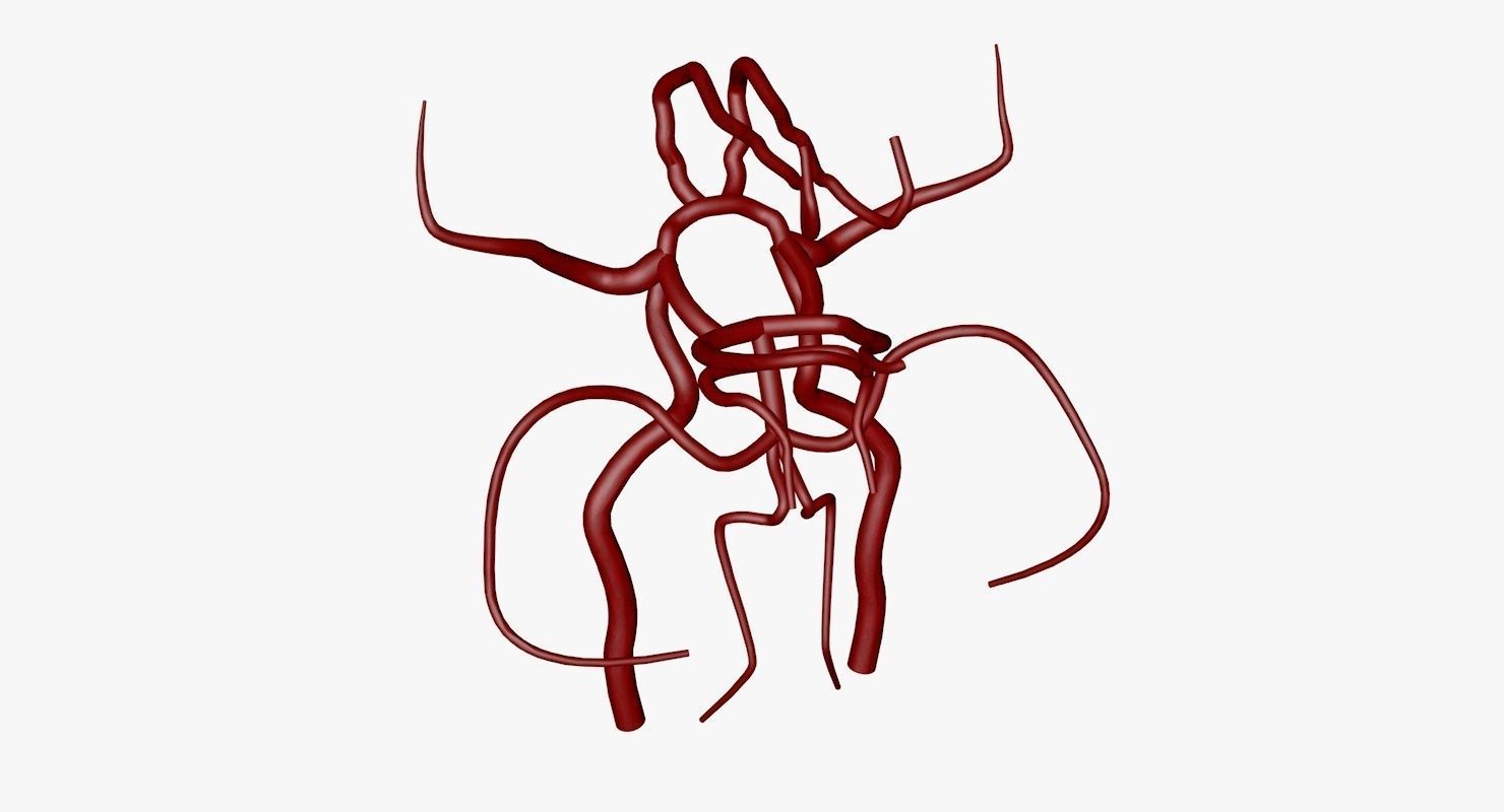 Circle Of Willes Blood Supply Of Brain 3d Model 3D model_9