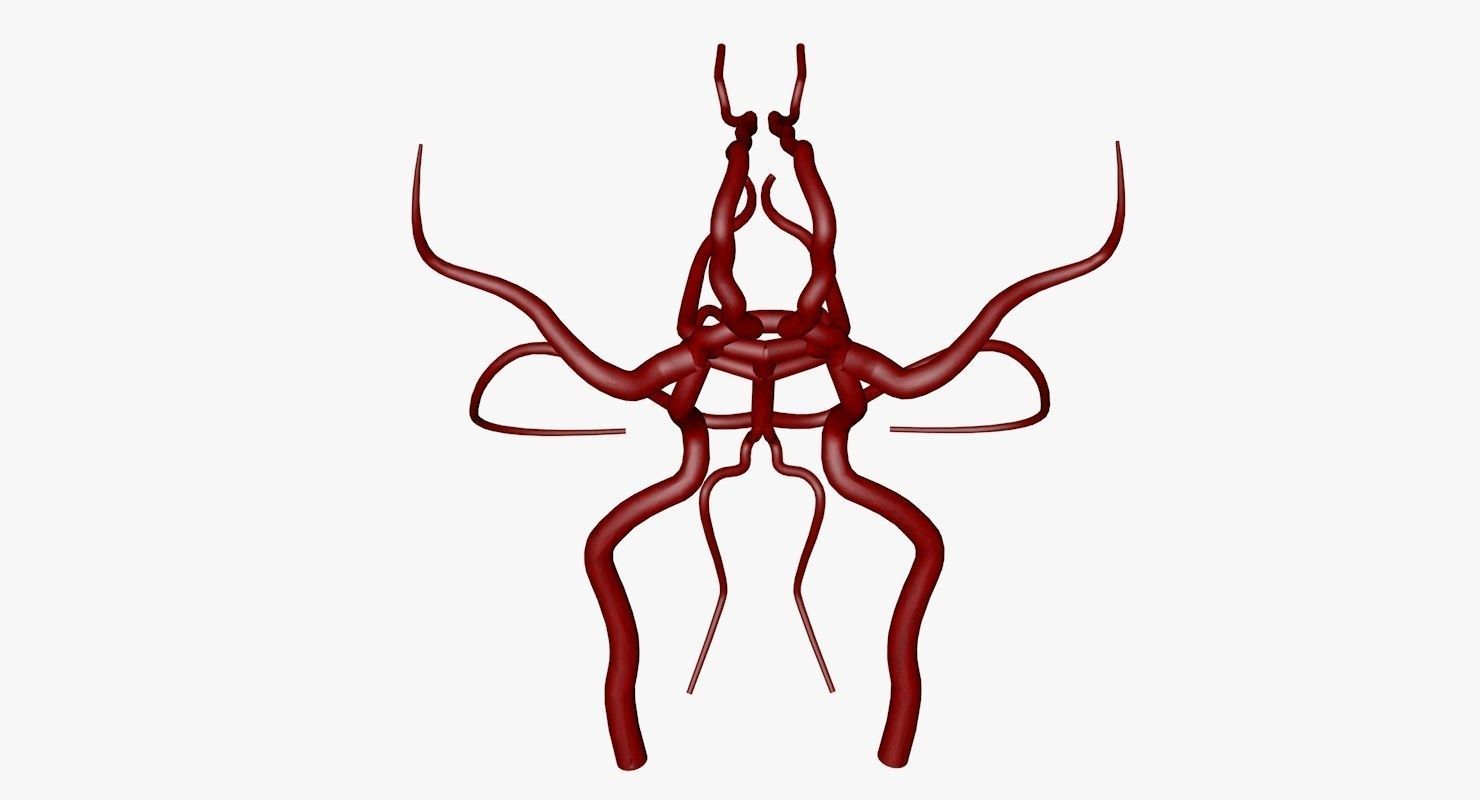 Circle Of Willes Blood Supply Of Brain 3d Model 3D model_26