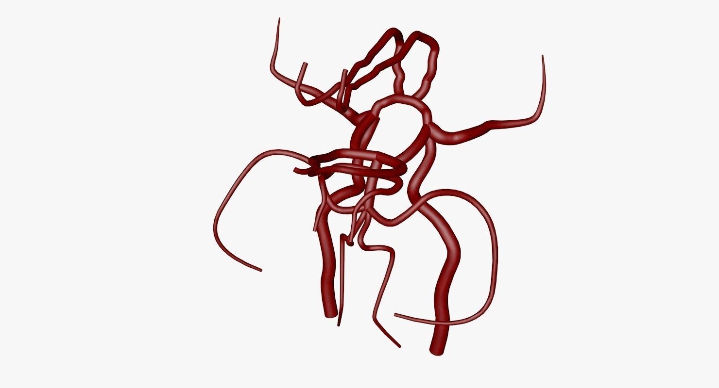 Circle Of Willes Blood Supply Of Brain 3d Model 3D model_44