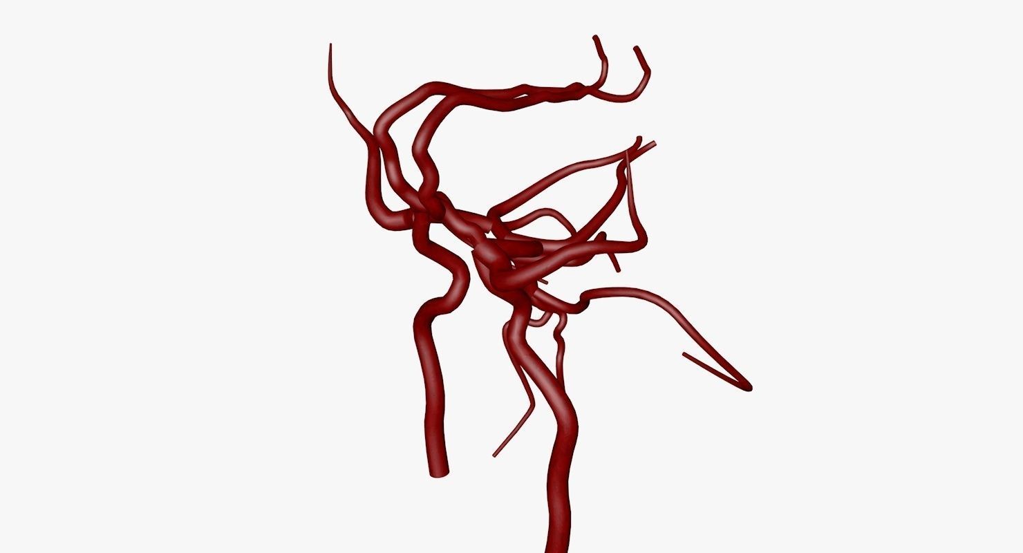 Circle Of Willes Blood Supply Of Brain 3d Model 3D model_29