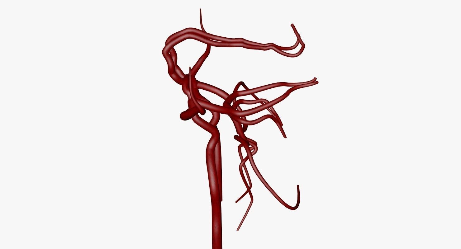 Circle Of Willes Blood Supply Of Brain 3d Model 3D model_22