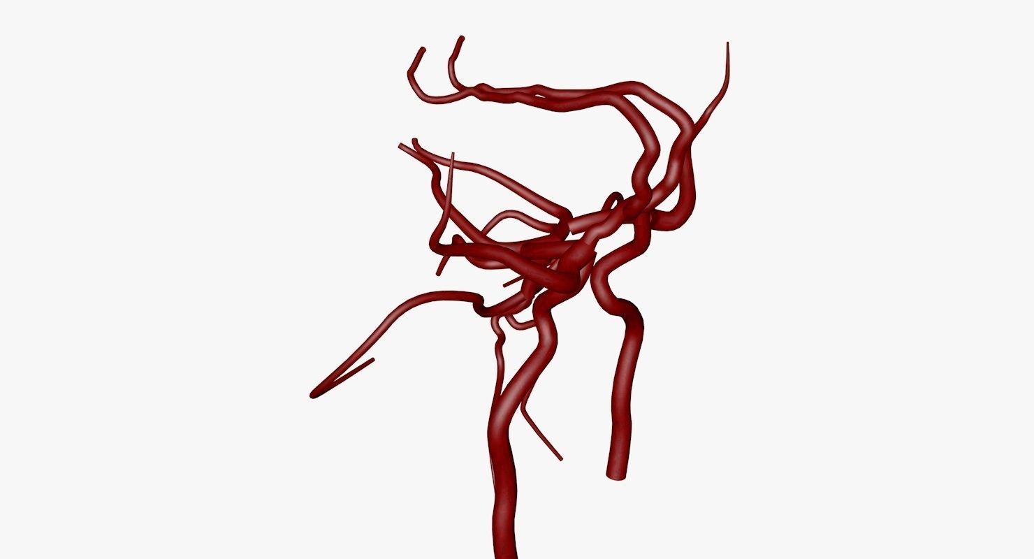 Circle Of Willes Blood Supply Of Brain 3d Model 3D model_27