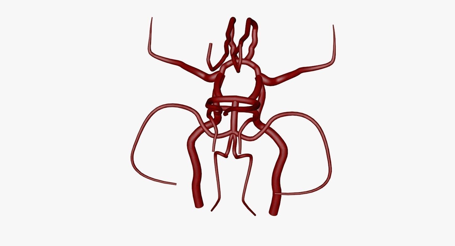 Circle Of Willes Blood Supply Of Brain 3d Model 3D model_40