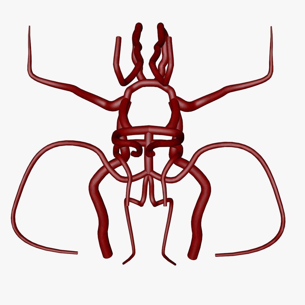 Circle Of Willes Blood Supply Of Brain 3d Model 3D model_6