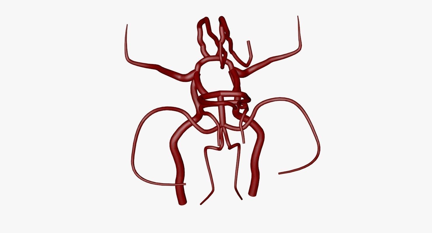 Circle Of Willes Blood Supply Of Brain 3d Model 3D model_13