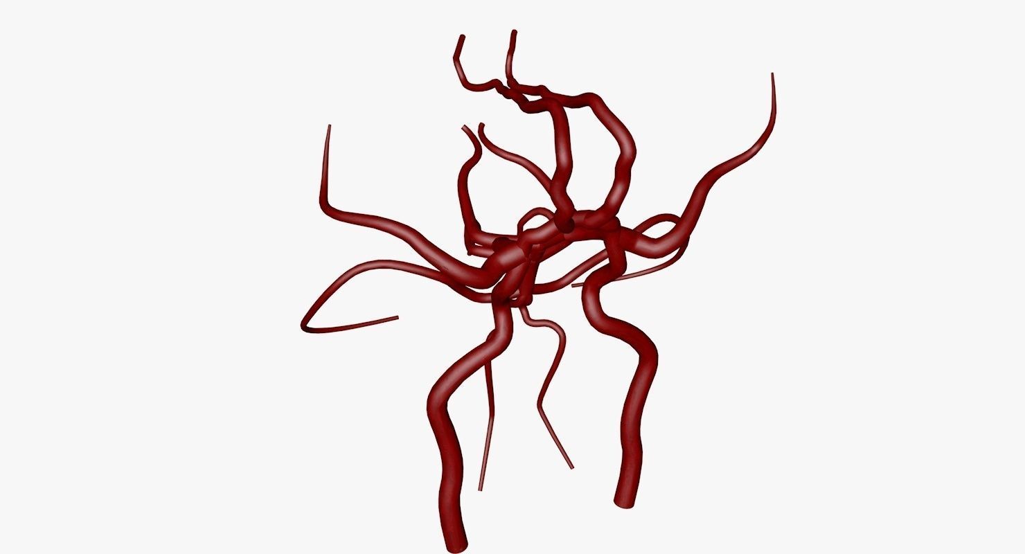Circle Of Willes Blood Supply Of Brain 3d Model 3D model_34