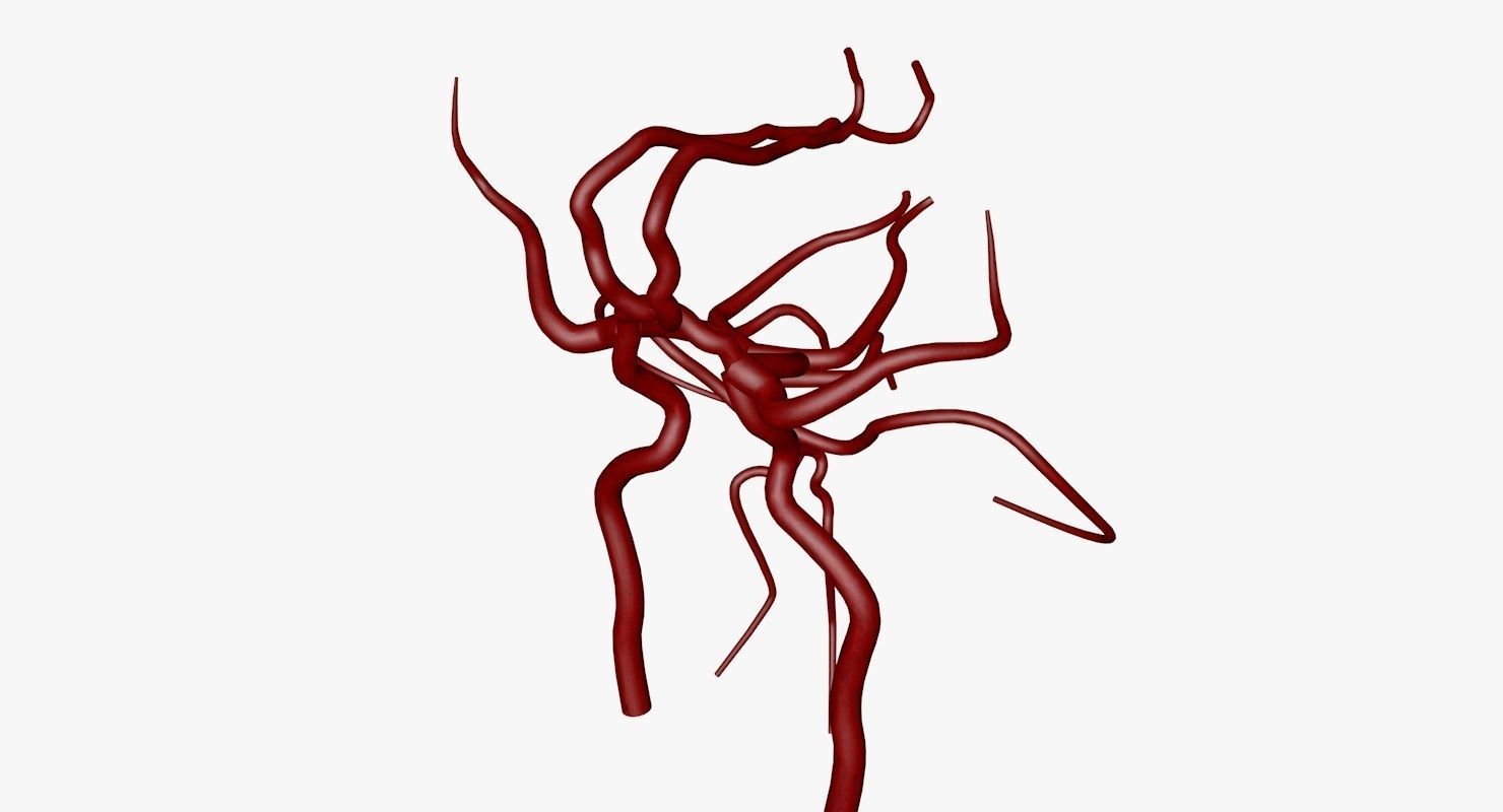 Circle Of Willes Blood Supply Of Brain 3d Model 3D model_14