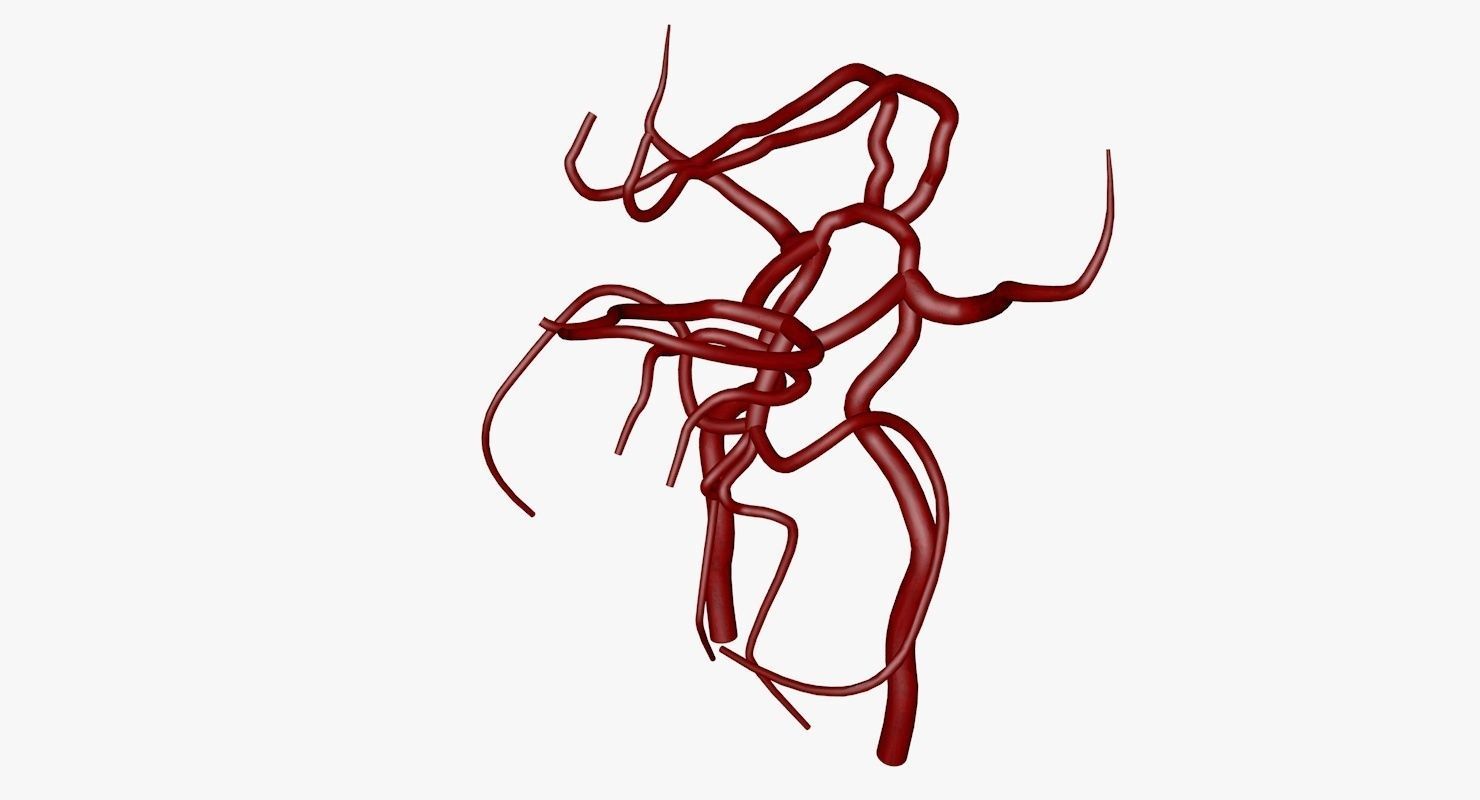 Circle Of Willes Blood Supply Of Brain 3d Model 3D model_42