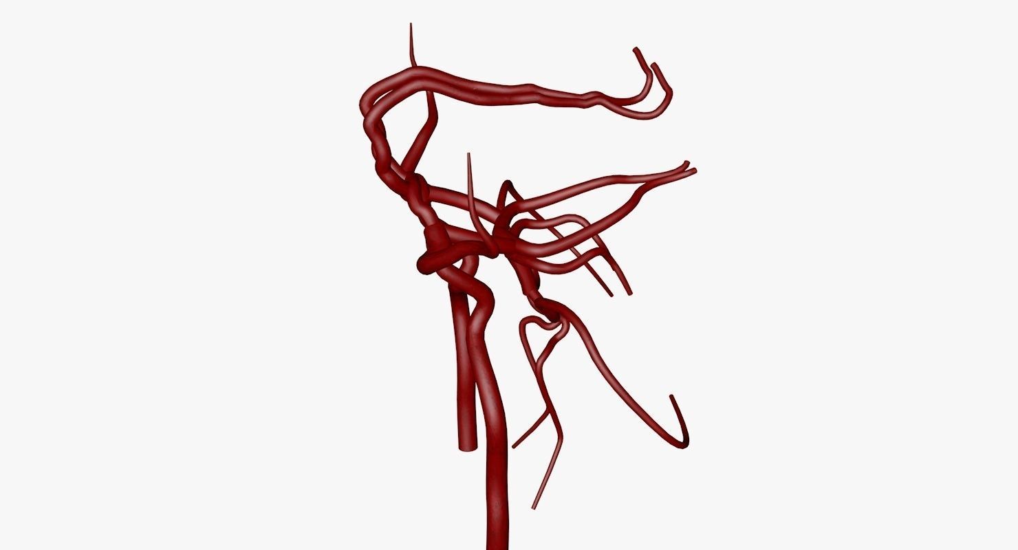 Circle Of Willes Blood Supply Of Brain 3d Model 3D model_21