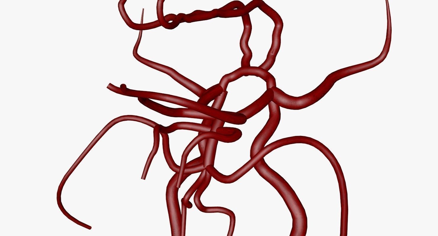 Circle Of Willes Blood Supply Of Brain 3d Model 3D model_1