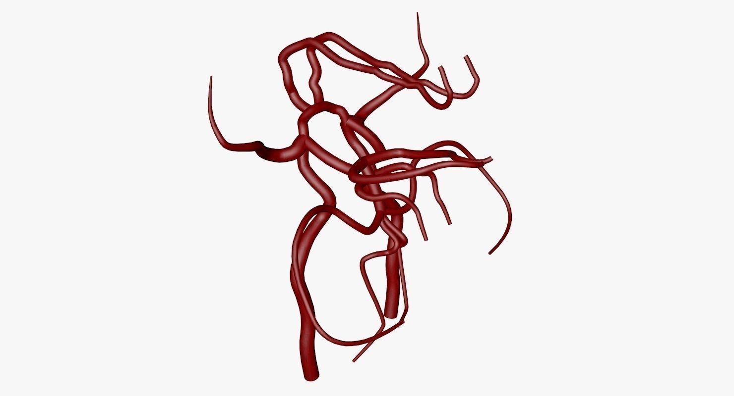 Circle Of Willes Blood Supply Of Brain 3d Model 3D model_30