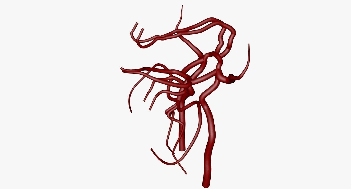Circle Of Willes Blood Supply Of Brain 3d Model 3D model_19