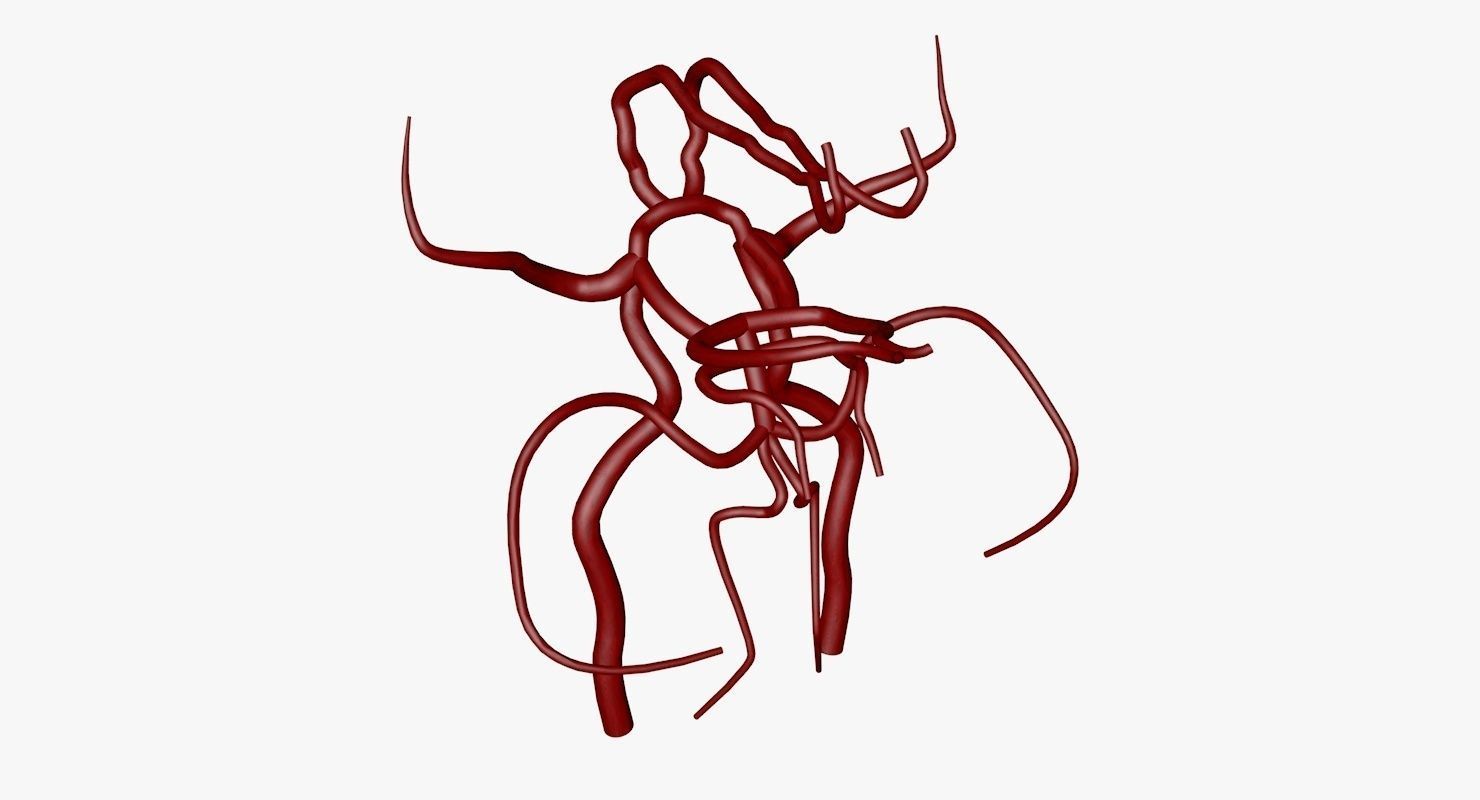 Circle Of Willes Blood Supply Of Brain 3d Model 3D model_11