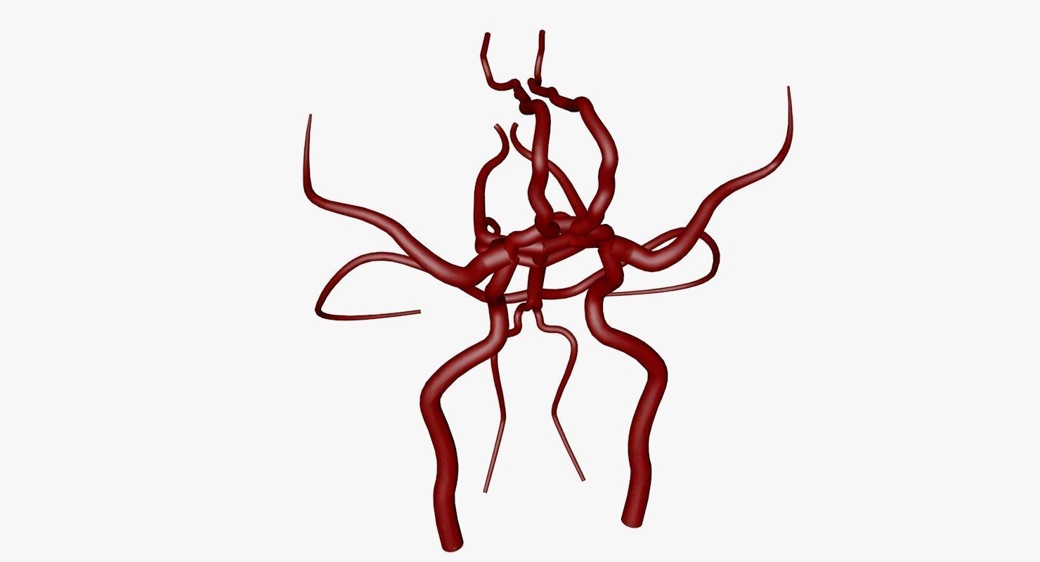 Circle Of Willes Blood Supply Of Brain 3d Model 3D model_12