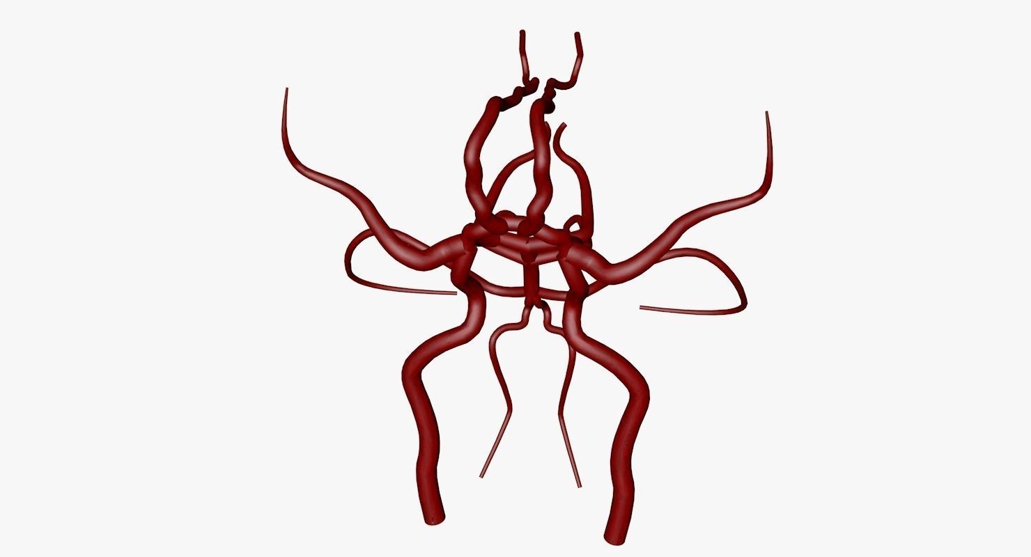 Circle Of Willes Blood Supply Of Brain 3d Model 3D model_48