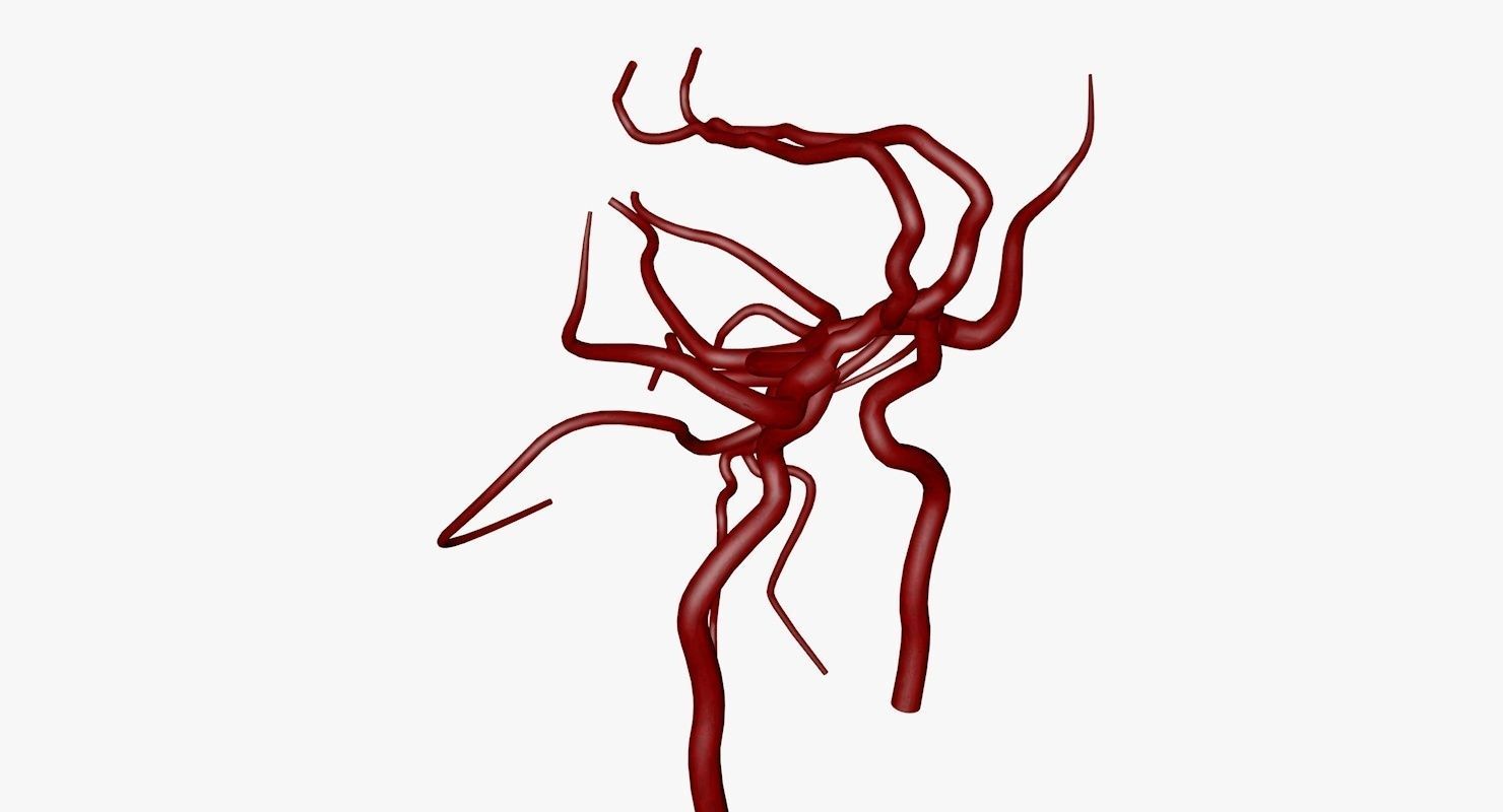 Circle Of Willes Blood Supply Of Brain 3d Model 3D model_32