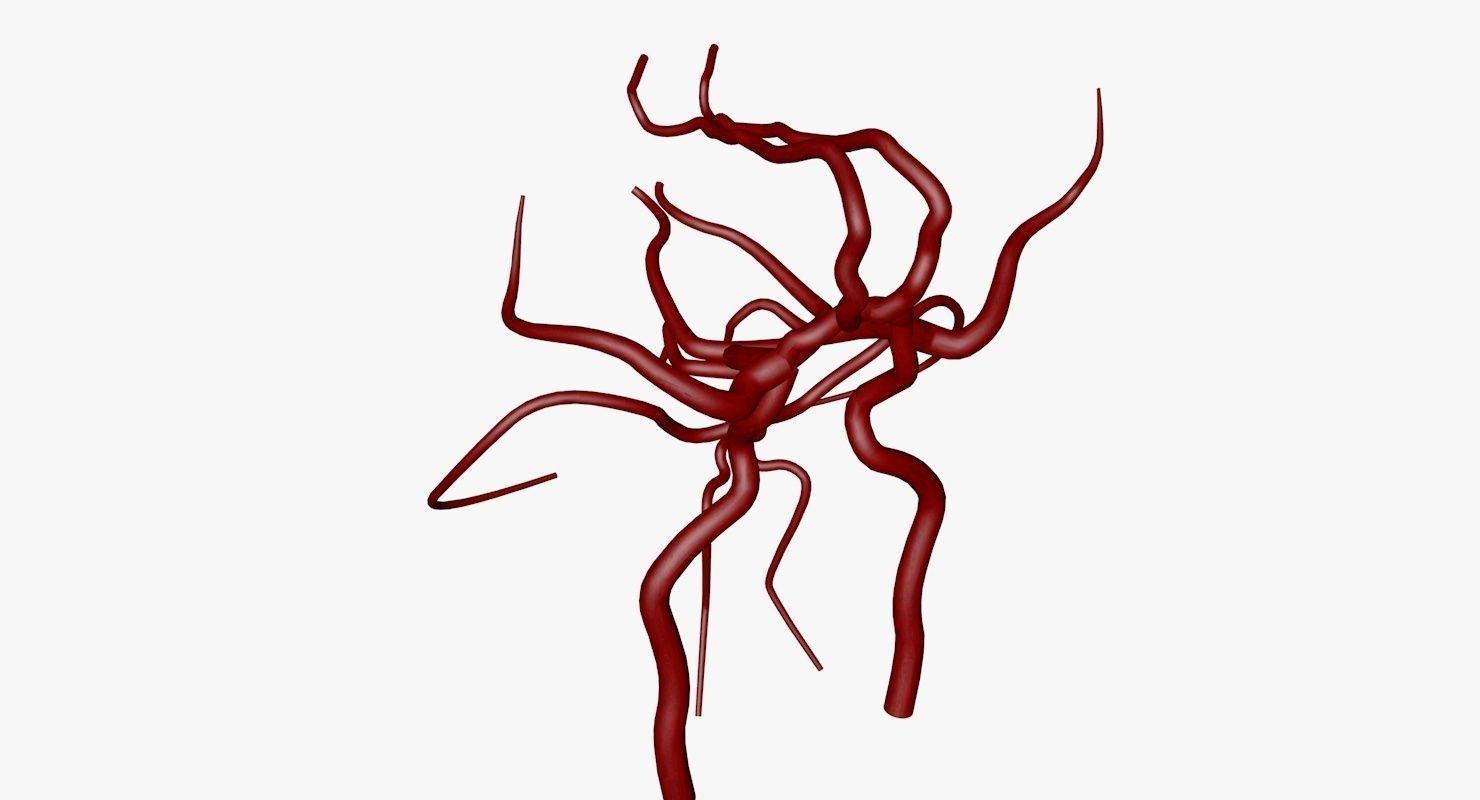 Circle Of Willes Blood Supply Of Brain 3d Model 3D model_38