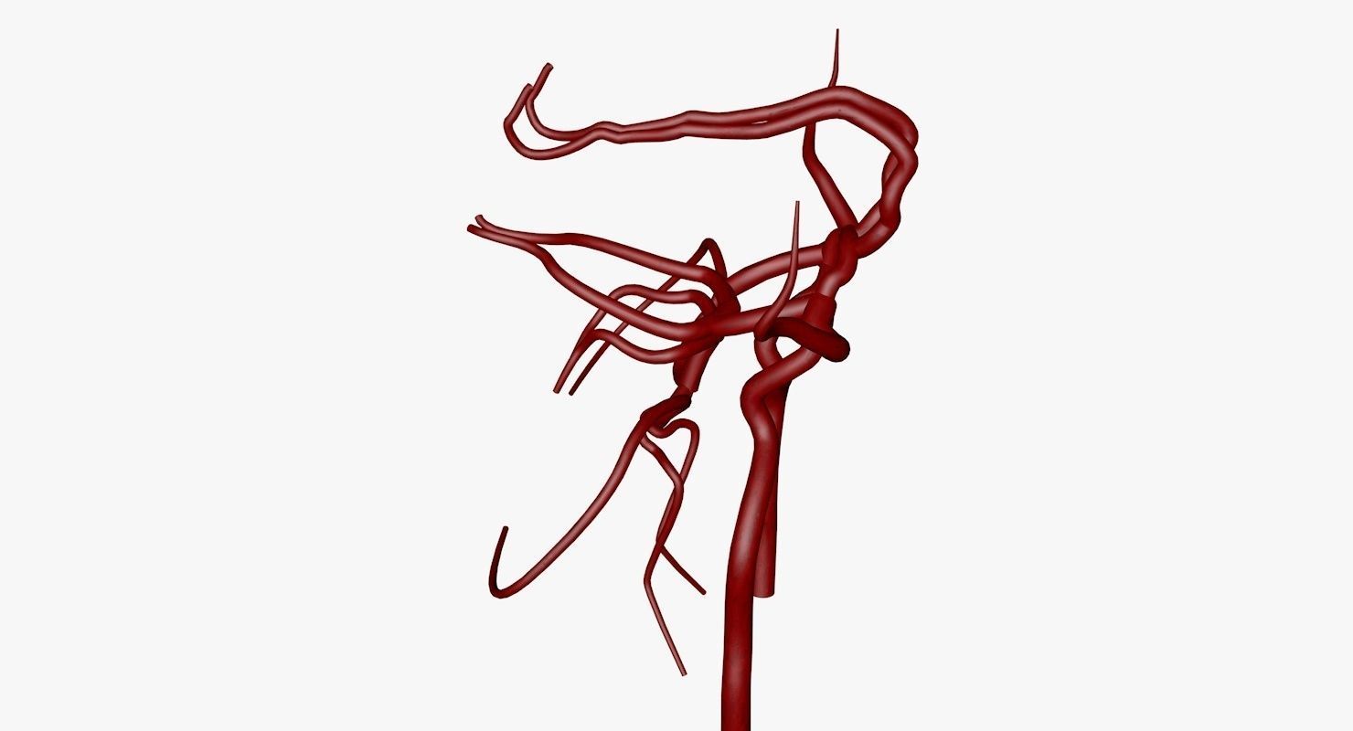 Circle Of Willes Blood Supply Of Brain 3d Model 3D model_15