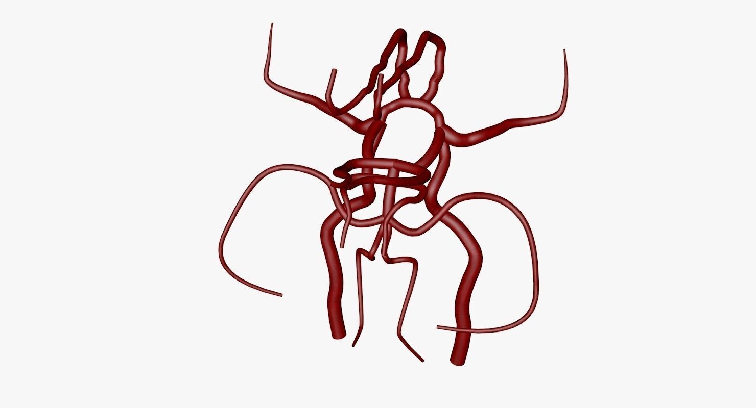 Circle Of Willes Blood Supply Of Brain 3d Model 3D model_25