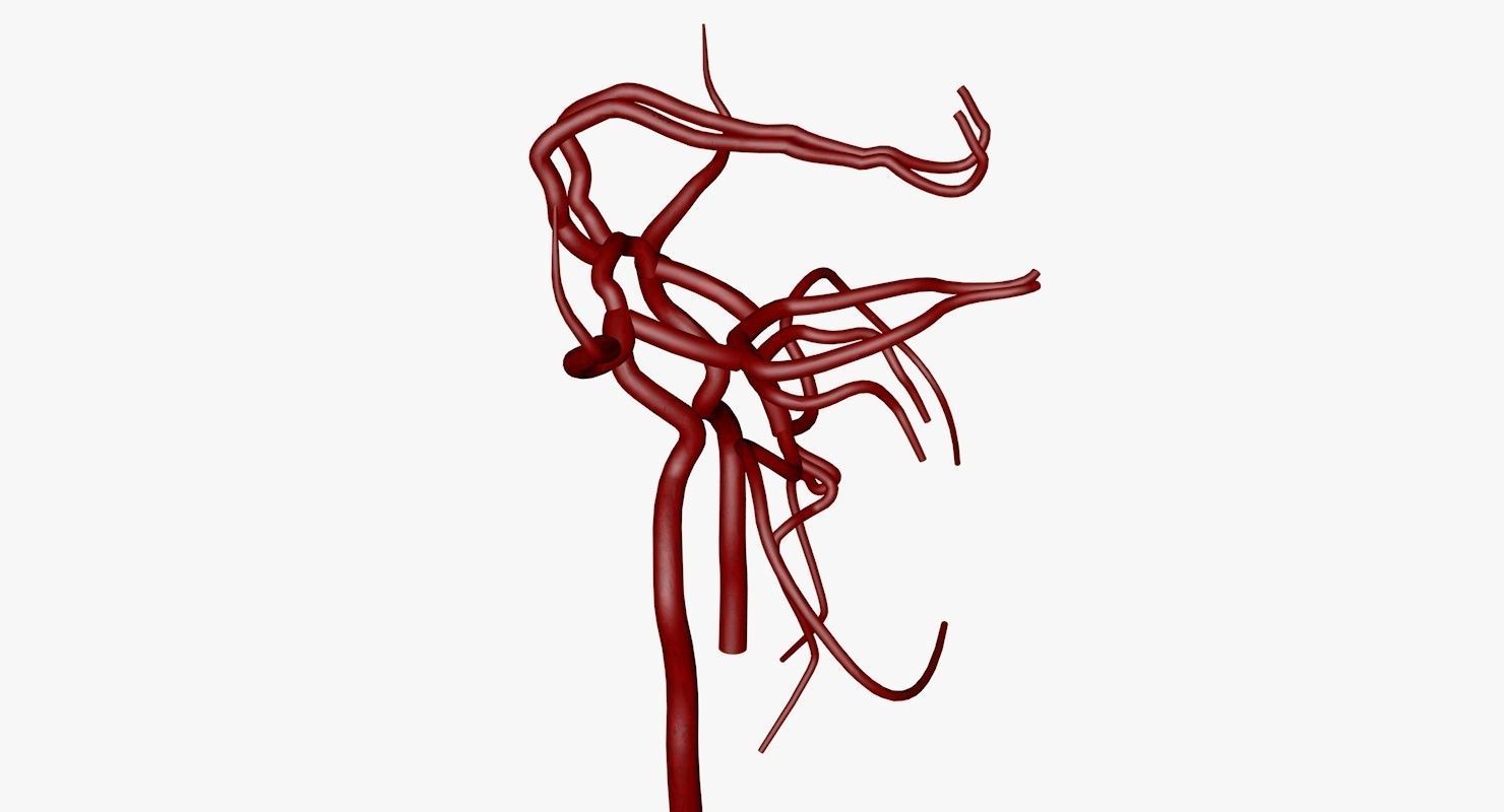 Circle Of Willes Blood Supply Of Brain 3d Model 3D model_17