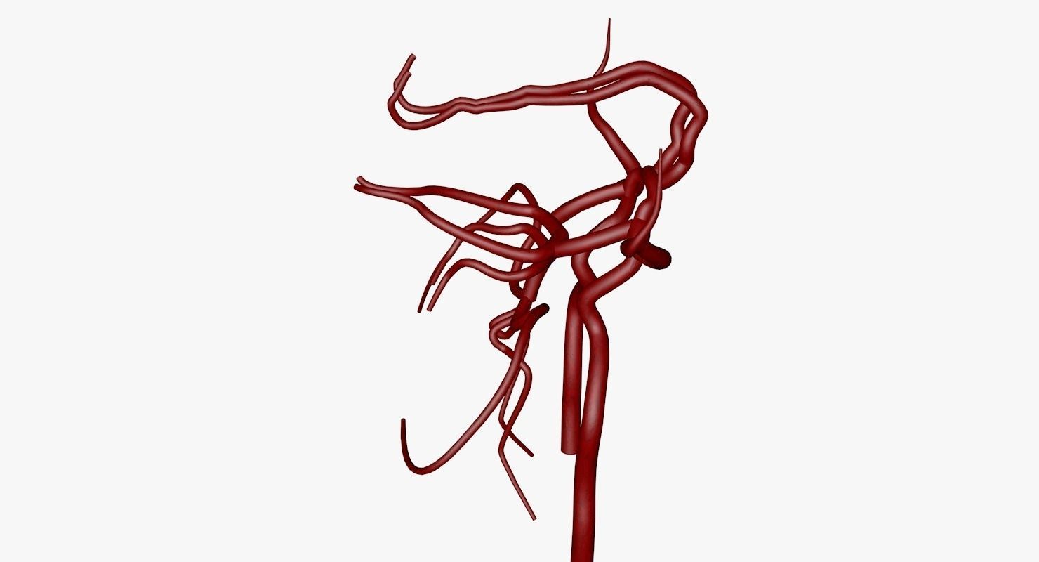 Circle Of Willes Blood Supply Of Brain 3d Model 3D model_39