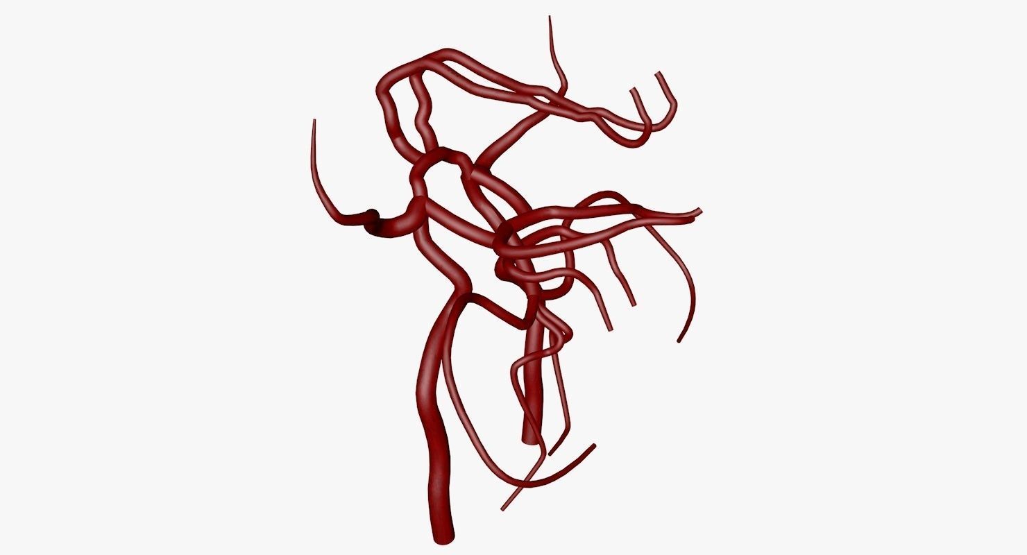 Circle Of Willes Blood Supply Of Brain 3d Model 3D model_10